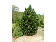 �����  heldreichii SatellitC1.5 10-15�� -424,60