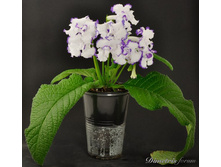 ��-���������� �����.jpg