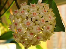 ����  macrophylla  Pot of Gold - ������ �������� ...