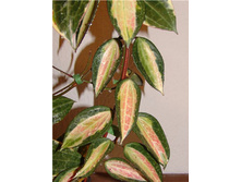 ����  macrophylla  Pot of Gold - ������ �������� �������� ...