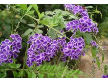 ������� ������ ����� - 80- 100 ���. ���� 2 ����� !!!