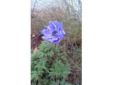 IMAG0194.jpg