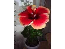 �������� Junes Dragon