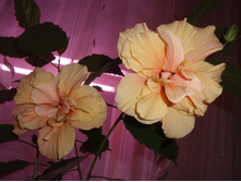 �������� ����������