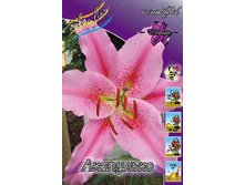 Lilium Acapulco 176,5 �. �� 5 ��..jpg