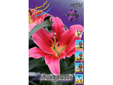 Lilium Amarossi 280,0 �. �� 10 ��..jpg