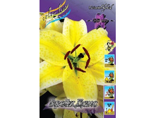 Lilium Break Dance 260,9 �. �� 10 ��..jpg