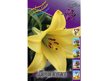 Lilium Deliana 254,5 �. �� 10 ��..jpg
