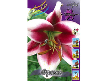 Lilium Friso 292,8 �. �� 10 ��..jpg