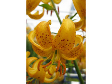 Lilium Hansonii  491,1 �. �� 2 ��..jpg