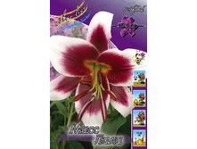 Lilium Miss Lily 292,8 �. �� 10 ��..jpg