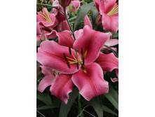 Lilium Paraquay 292,8 �. �� 10 ��..jpg