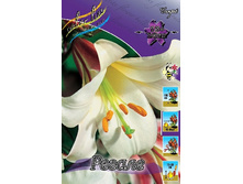 Lilium Regale 155,4 �. �� 5 ��..jpg