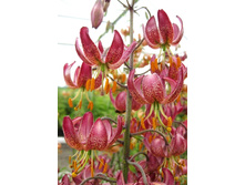 Lilium Russian Morning  497,4 �. �� 2 ��..jpg