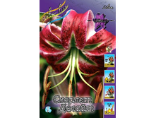 Lilium Scarlet Delight  310,7 �. �� 10 ��..jpg