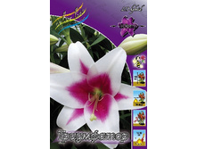 Lilium Triumphator 161,8 �. �� 5 ��.jpg