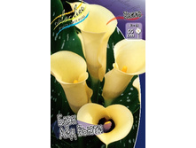 Zantedeschia Black Eyed Beauty 153,6 �. �� 3 ��..jpg