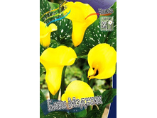 Zantedeschia Black Magic 153,6 �. �� 3 ��..jpg