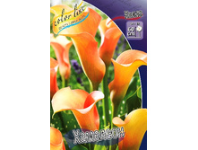 Zantedeschia Cameleon 153,6 �. �� 3 ��..jpg