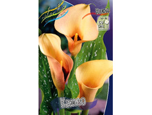 Zantedeschia Cameo 200,9 �. �� 3 ��..jpg