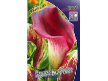 Zantedeschia Captain Reno 248,3 �. �� 3 ��..jpg