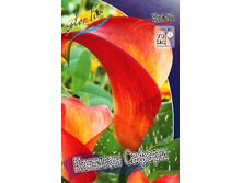 Zantedeschia Captain Safari 200,9 �. �� 3 ��..jpg