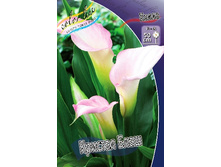 Zantedeschia Crystal Blush 153,6 �. �� 3 ��..jpg