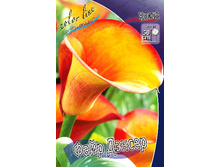 Zantedeschia Fire Dancer 244,7 �. �� 3 ��..jpg