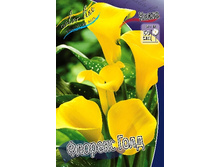Zantedeschia Florex Gold 153,6 �. �� 3 ��..jpg