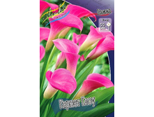 Zantedeschia Garnet Glow 153,6 �. �� 3 ��..jpg