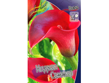 Zantedeschia Indian Summer  244,7 �. �� 3 ��..jpg