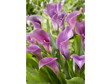 Zantedeschia Lavender Gem   243,6 �. �� 3 ��..jpg
