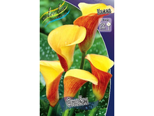 Zantedeschia Flame 153,6 �. �� 3 ��..jpg