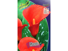 Zantedeschia Mango 153,6 �. �� 3 ��..jpg