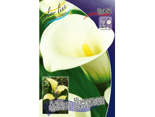 Zantedeschia Mint Julip 200,9 �. �� 3 ��..jpg