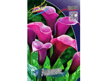 Zantedeschia Anneke 224,6 �. �� 3 ��..jpg