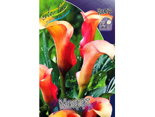 Zantedeschia Mozart  244,7 �. �� 3 ��..jpg