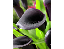 Zantedeschia Odessa NEW 200,9 �. �� 3 ��..jpg