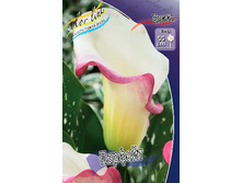 Zantedeschia Parfait 153,6 �. �� 3 ��..jpg