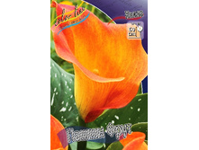 Zantedeschia Passion Fruit 153,6 �. �� 3 ��..jpg