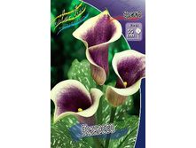 Zantedeschia Picasso 153,6 �. �� 3 ��..jpg