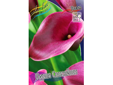 Zantedeschia Purple Sensation 182,7 �. �� 3 ��..jpg