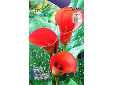 Zantedeschia Red Alert 153,6 �. �� 3 ��..jpg