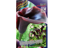 Zantedeschia Schwarzwalder 237,4 �. �� 3 ��..jpg