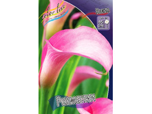 Zantedeschia rehmannii 153,6 �. �� 3 ��..jpg