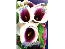 Zantedeschia Vermeer 153,6 �. �� 3 ��..jpg