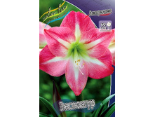 Hippeastrum Exposure 179,10 � ��  1 ��.jpg