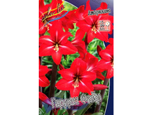Hippeastrum Garden Fire 217,9 � ��  2 ��.jpg