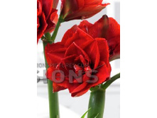 Hippeastrum Cherry Nymph 230,10 � ��  1 ��.jpg