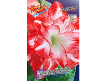 Hippeastrum Exotic Peacock 230,10 � ��  1 ��.jpg